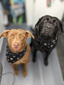 Groomed dog from Wonder Washers gallery