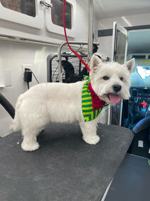 Freshly groomed dog from Wonder Washers