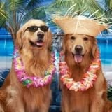 Recent groomed-pet photo from Wunderful Tails Mobile Pet Salon