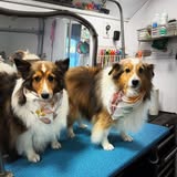 Additional groom result from Y B Dirty Mobile Grooming social feed