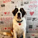 Photo from You Filthy Animal Mobile Grooming Facebook gallery