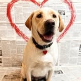 Additional You Filthy Animal Mobile Grooming gallery image