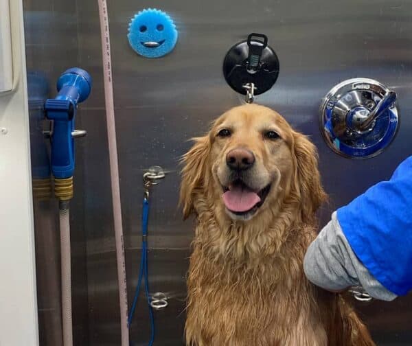 Bath service image from Your Pets Are So Fine