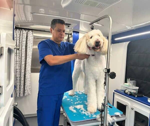 Bath and haircut service image from Your Pets Are So Fine