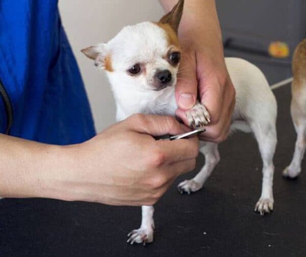 Nail trim service image from Your Pets Are So Fine