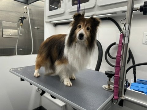 Freshly groomed dog featured by Yukon Tails Mobile Pet Grooming