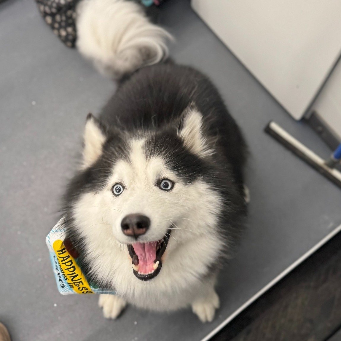 Dog after grooming by Yukon Tails Mobile Pet Grooming