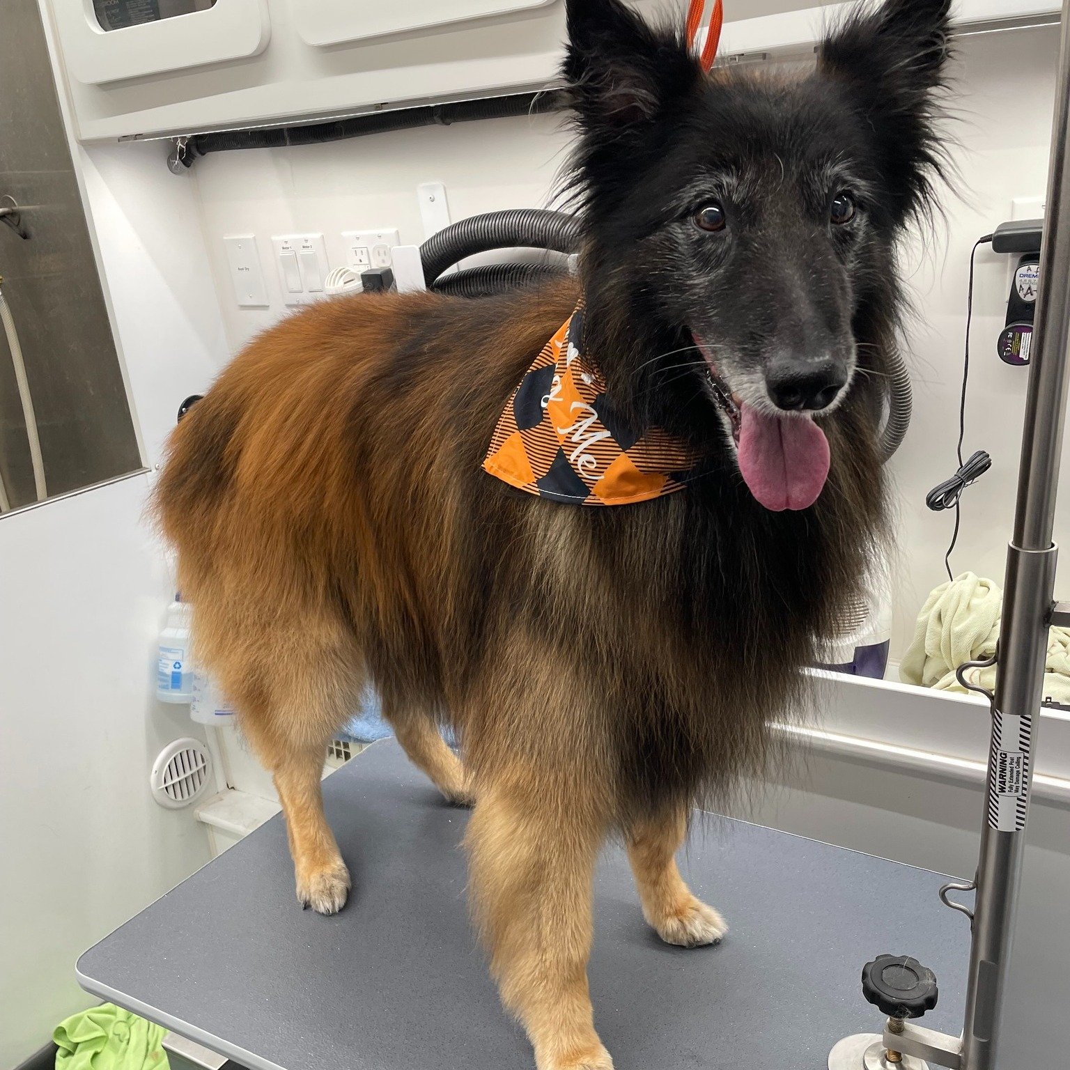 Styled dog groom from Yukon Tails Mobile Pet Grooming