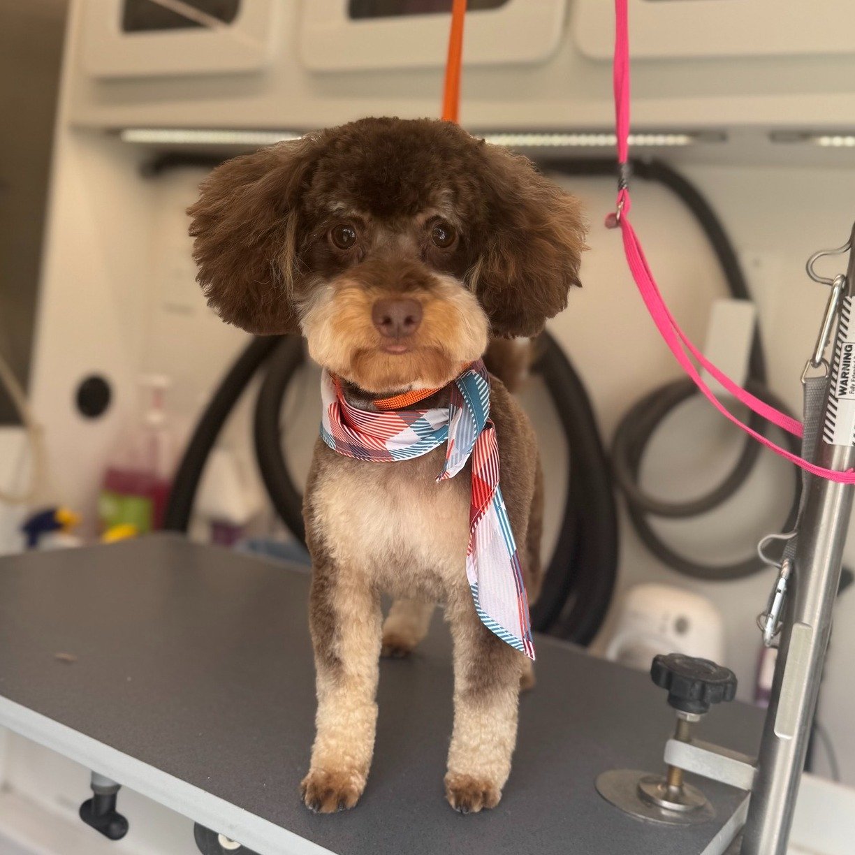 Dog portrait from Yukon Tails Mobile Pet Grooming