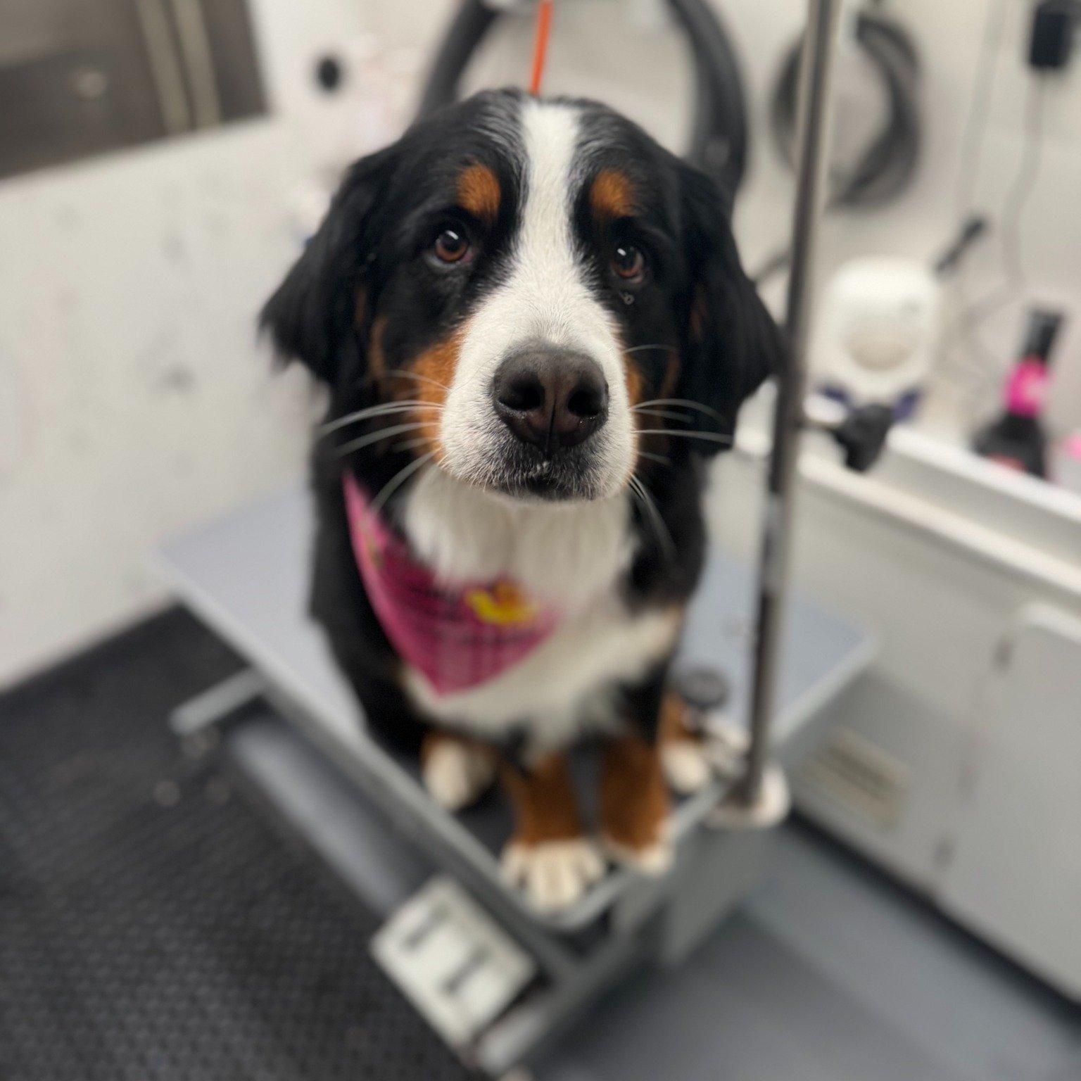 Groomed pet featured by Yukon Tails Mobile Pet Grooming