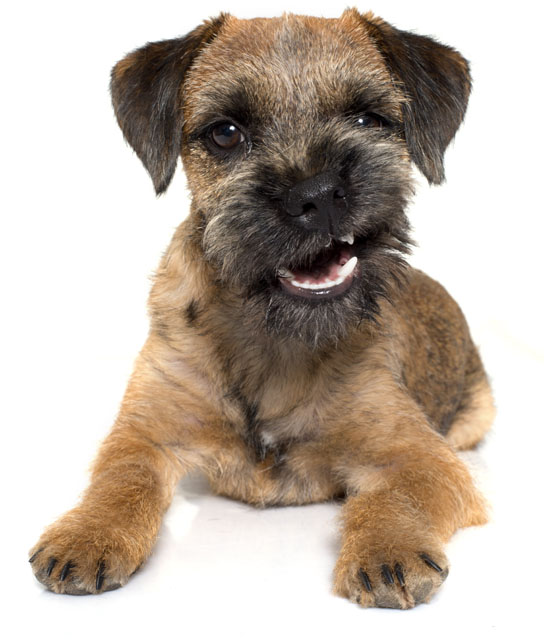 Freshly groomed dog featured by Zen Dog Mobile Groom Spa