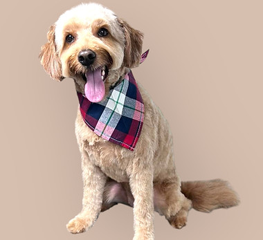 Freshly groomed dog after haircut and bath