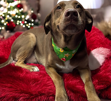 Dog shown for Zoom & Groom bath service