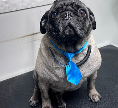 Dog featured for deshedding and special treatment services