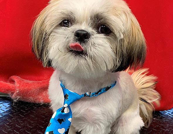 Groomed dog on the Zoom Groom website