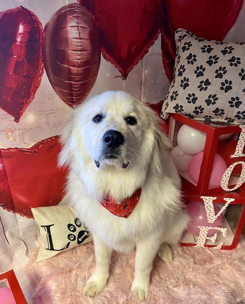 Happy groomed dog from Zoom Groom gallery