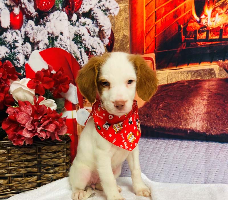 Fluffy dog after grooming at Zoom Groom