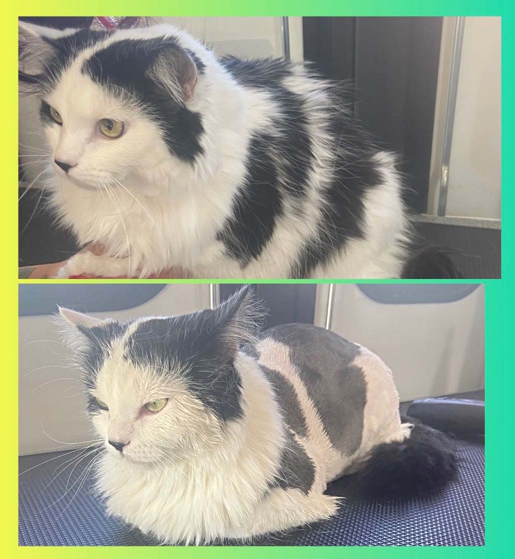 Cat grooming result from Zoom Groom gallery