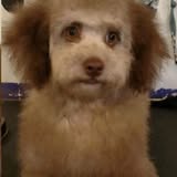 Zoomin' Groomer Mobile Dog Salon grooming photo