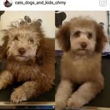 Zoomin' Groomer Mobile Dog Salon recent pet grooming image