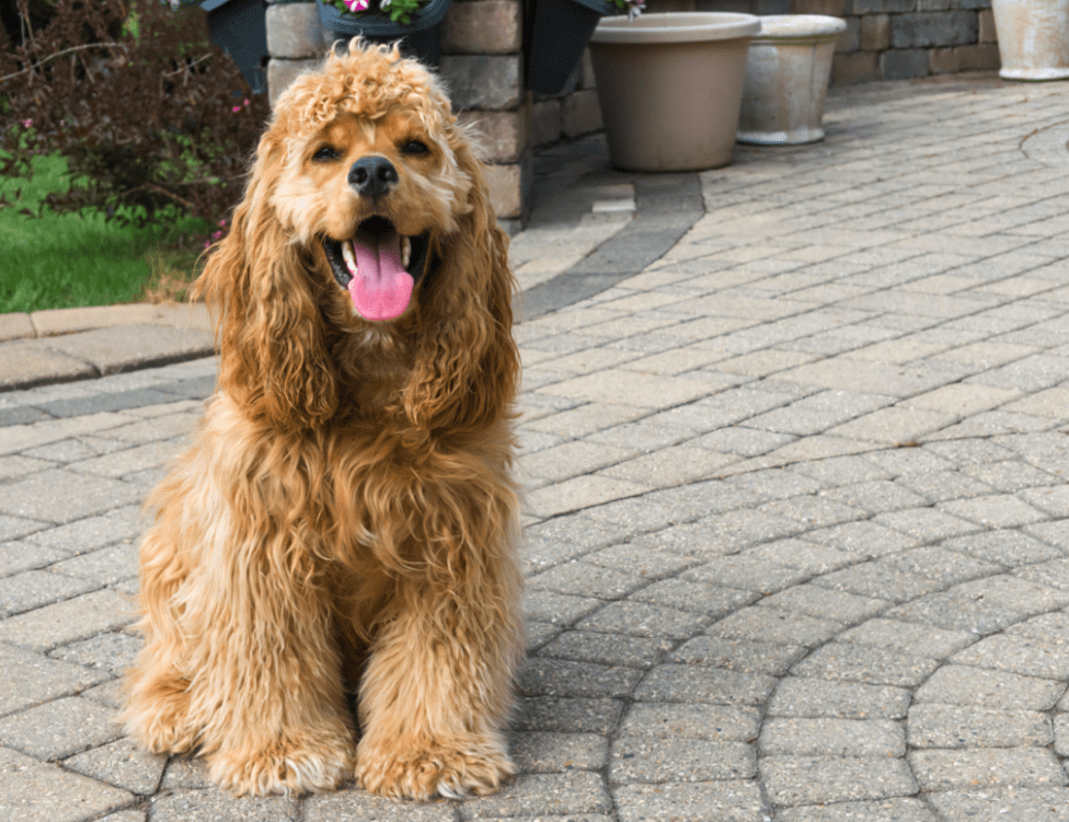 Zoomin Groomin - Springfield