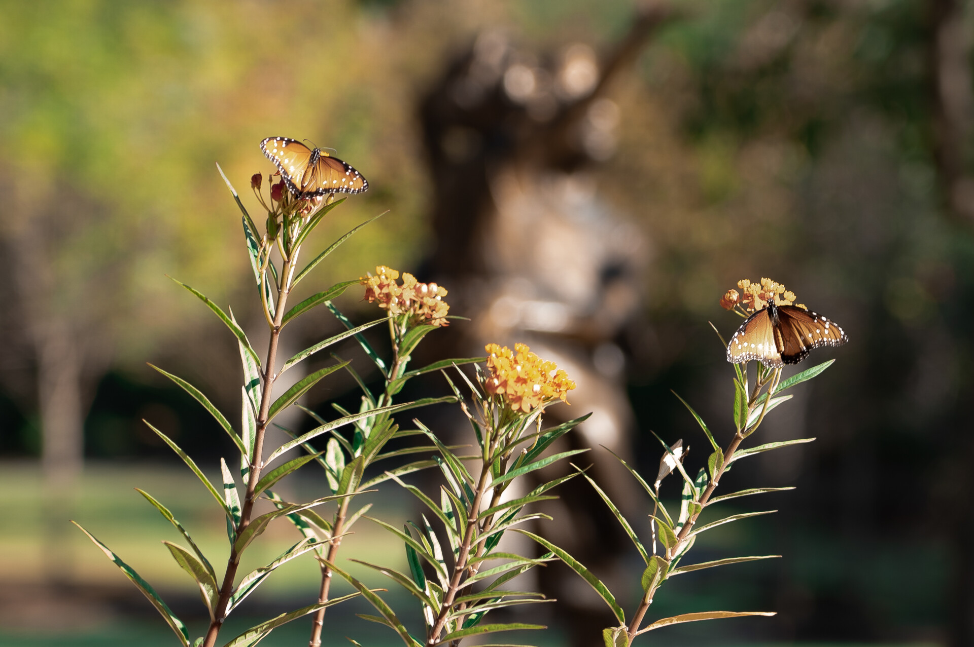 Carleen Bright Arboretum Splash Pad