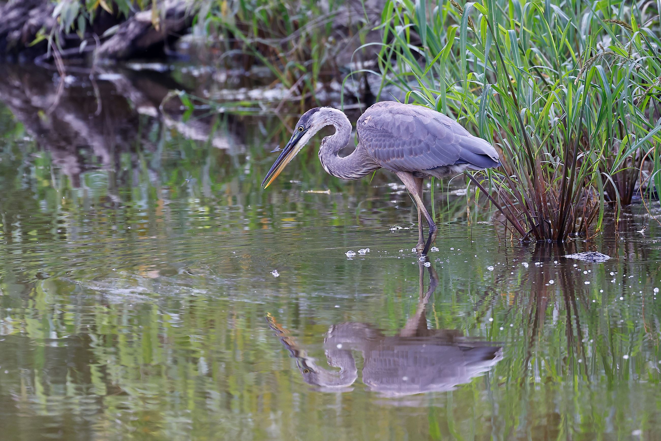 Nature-themed imagery from Normandy Oaks Park.
